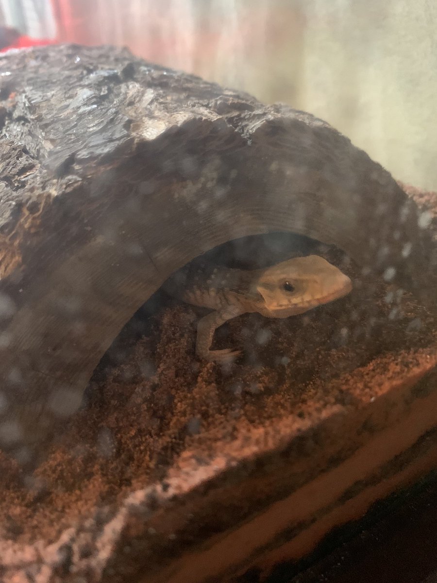 Amatuskimi's tweet photo. I do the most for my animals lmao. Excuse the water spots on the glass I just misted his tank down. https://t.co/8uL3U29vcL