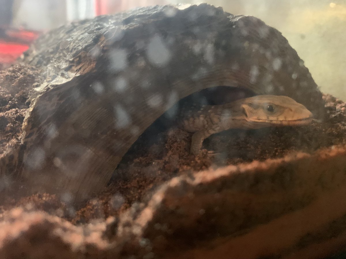 Amatuskimi's tweet photo. I do the most for my animals lmao. Excuse the water spots on the glass I just misted his tank down. https://t.co/8uL3U29vcL