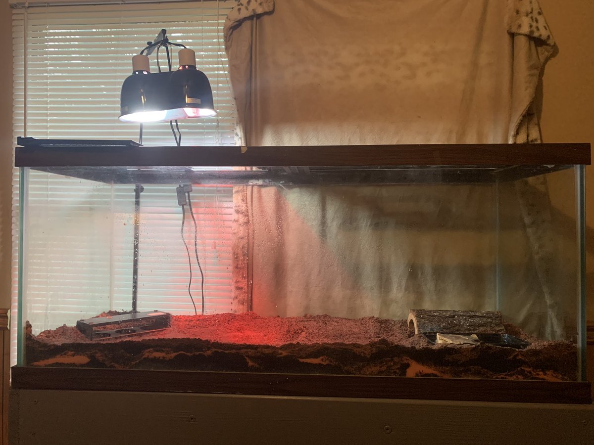 Amatuskimi's tweet photo. I do the most for my animals lmao. Excuse the water spots on the glass I just misted his tank down. https://t.co/8uL3U29vcL