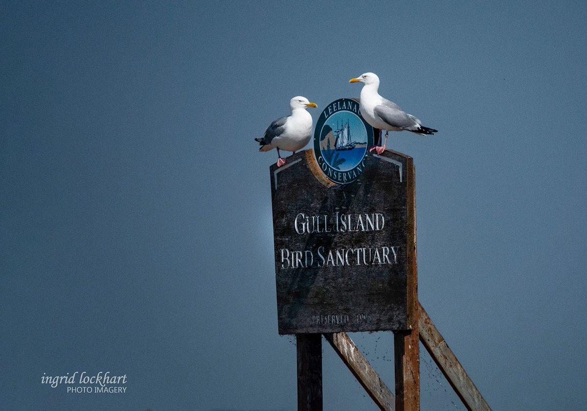 #GullIsland is not accessible to humans, but was preserved by the #LeelanauConservancy in 1995 to protect #nestingherringgulls habitat. Learn more about this unique island, its history &amp; ongoing #birdresearch: buff.ly/38k4tXa. Photo: Ingrid Lockhart