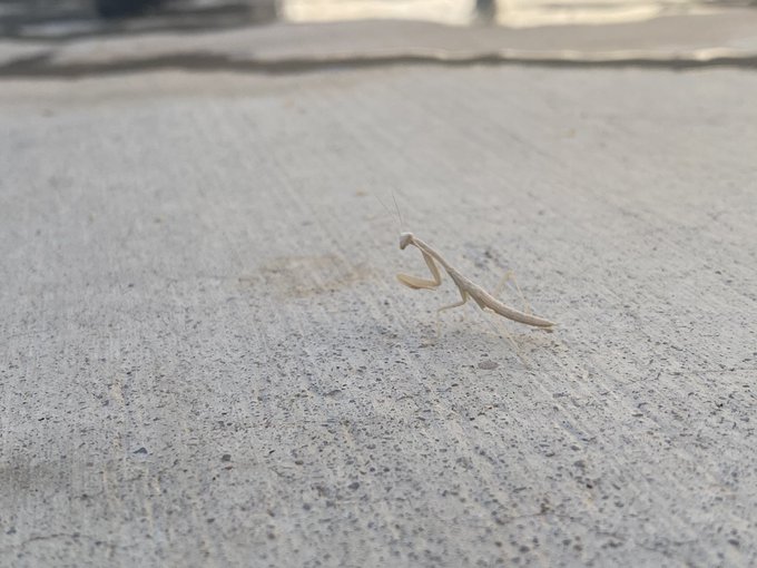 this white praying mantis just crawled out of my hammock https://t.co/N6PKEirKWd