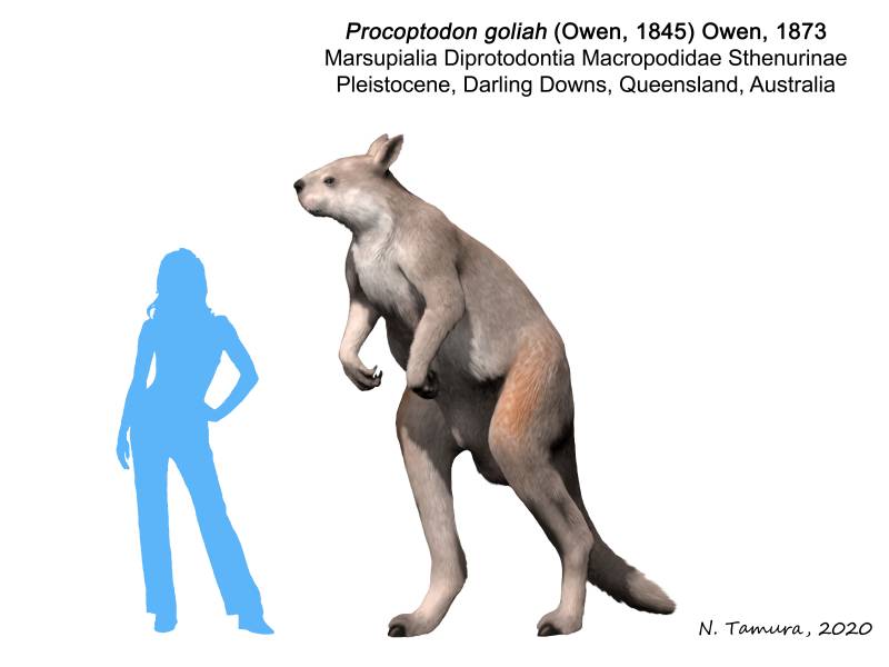 paleofan's tweet photo. The giant bipedal kangaroo: #Procoptodon goliah https://t.co/MbxNbxHUk2 https://t.co/uJ1ObxWxbU