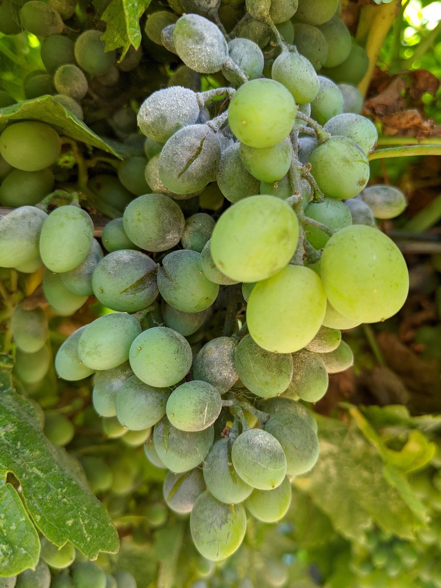grapetweets's tweet image. Severe powdery mildew on Selma Pete. Besides the direct damage to the berries, there is also the secondary problem of cracking which can lead to bunch rot affecting any berries without mildew