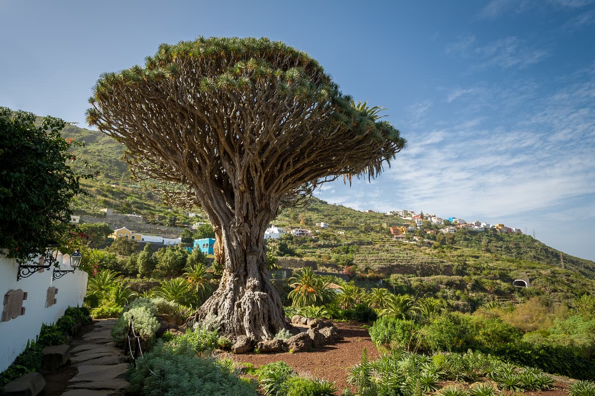 TENERIFEDrago de Icod de los Vinos, is the oldest and largest living specimen of Dracaena draco, or dragon tree. It is said to be a thousand years old, although the age is disputed. It is one of the symbols of Tenerife, and was declared a national monument in 1917.