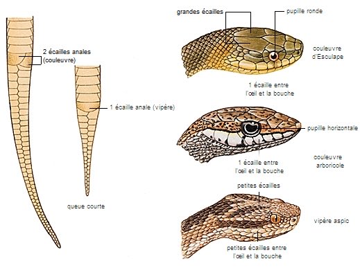 Brendan Kemmet Plus La Forme De La Pupille Ronde Couleuvre Ou Droite Vipere Mais La On Ne Voit Pas