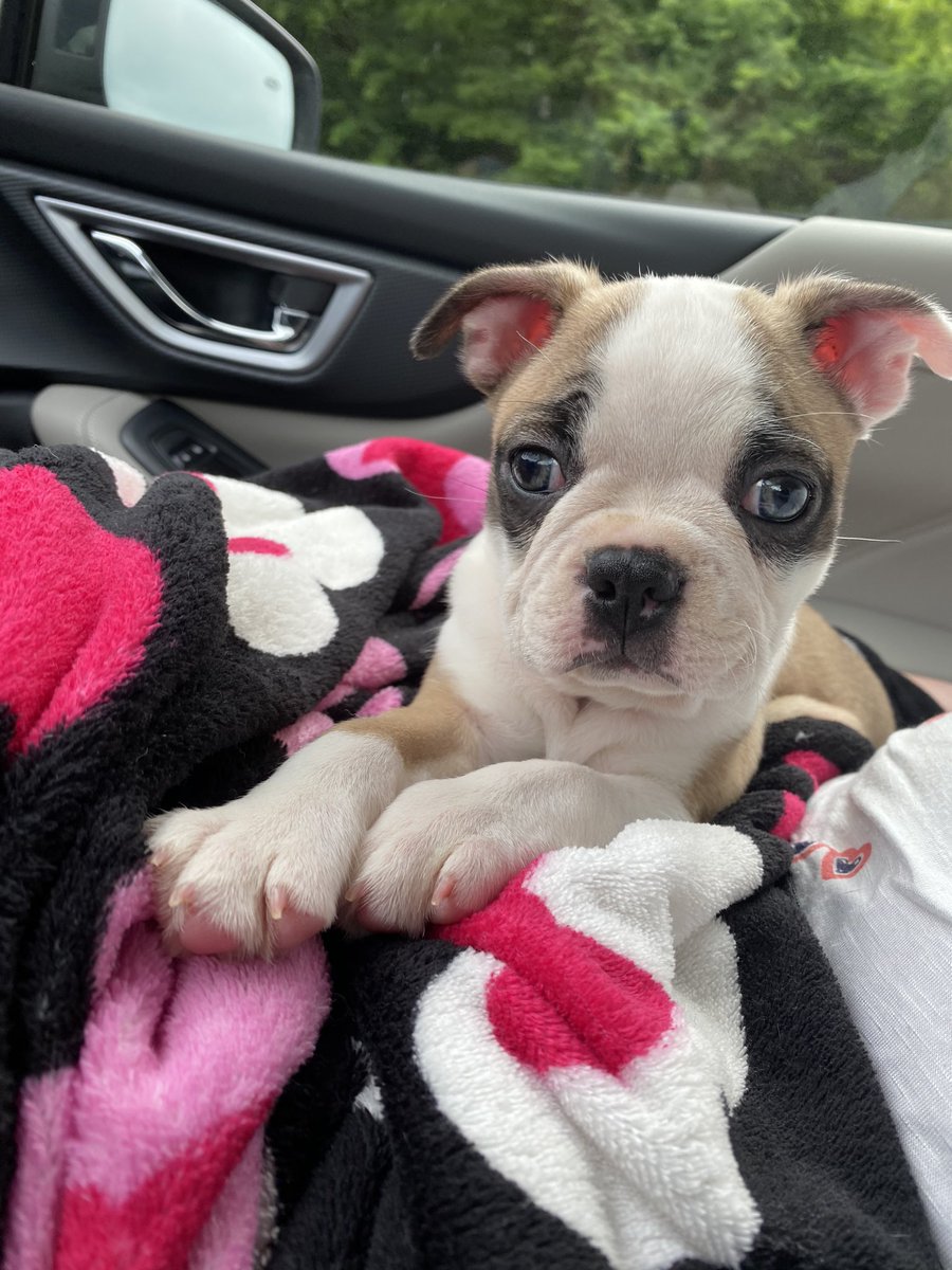 David and I added a sweet little pup to the family this past week.
Miss Willow Naveen 🐶❤️🐶