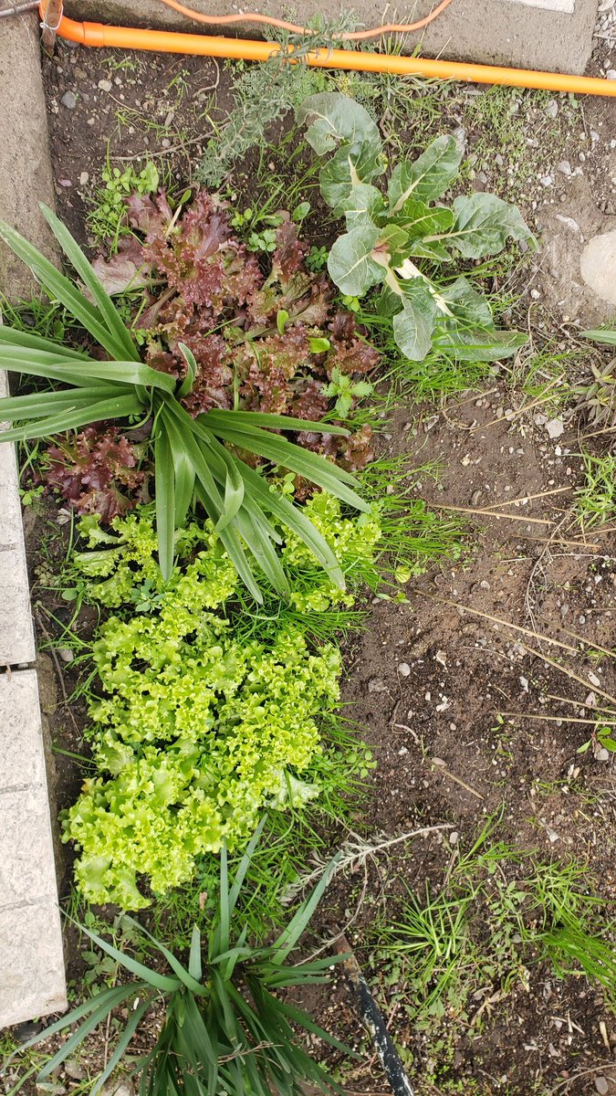 mopititita's tweet image. Proyecto #invernadero , #Compostera funcionando 🐛🐛, lechugas 🥬🥬,proyecto de #puerros.(ojalá germinen)...
Separo las latas y elimino por separado y un reciclador las recoje... 
#dejéDeTinturarme el cabello
#VidaAutosustentable 
Disminuir mi  #HuellaDeCarbono 🌎❤💜🙌🏾🤗