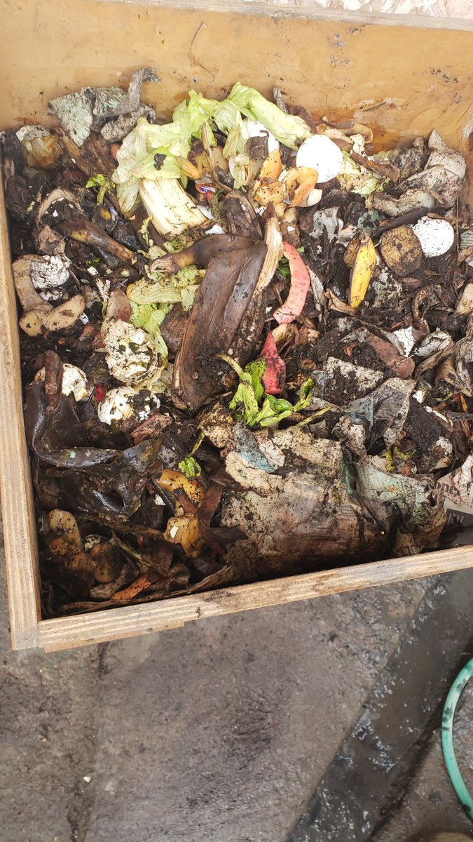 mopititita's tweet image. Proyecto #invernadero , #Compostera funcionando 🐛🐛, lechugas 🥬🥬,proyecto de #puerros.(ojalá germinen)...
Separo las latas y elimino por separado y un reciclador las recoje... 
#dejéDeTinturarme el cabello
#VidaAutosustentable 
Disminuir mi  #HuellaDeCarbono 🌎❤💜🙌🏾🤗