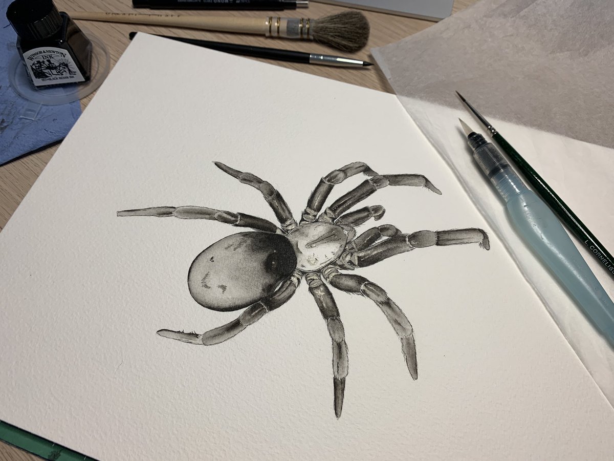 Ok, sorry I went quiet for a bit. I forget to eat when I’m absorbed in drawing so went to get food! So, first inkwash is complete. My process is typically ADHD. I’ll jump from one part to another back & forth til it’s done. But I’ll try and keep it coherent for you all!