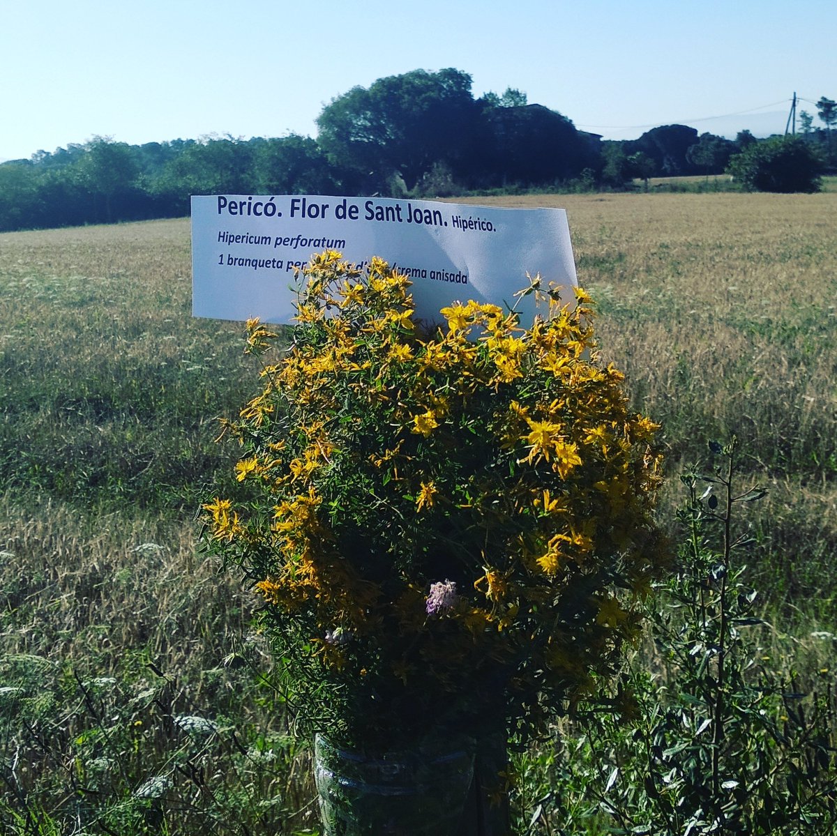 rosatorrijosm's tweet photo. 🌿🌾 Aquest any el taller de ratafia d'Estanyol ha estat ben diferent dels que havíem fet fins ara. Però l'hem pogut fer amb totes les mesures de seguretat pertinents.

#Estanyol #ratafia #tallerderatafia #herbadeSantJoan #hipericó #40diesasoliserena #nousverdes https://t.co/A2m9acRBks
