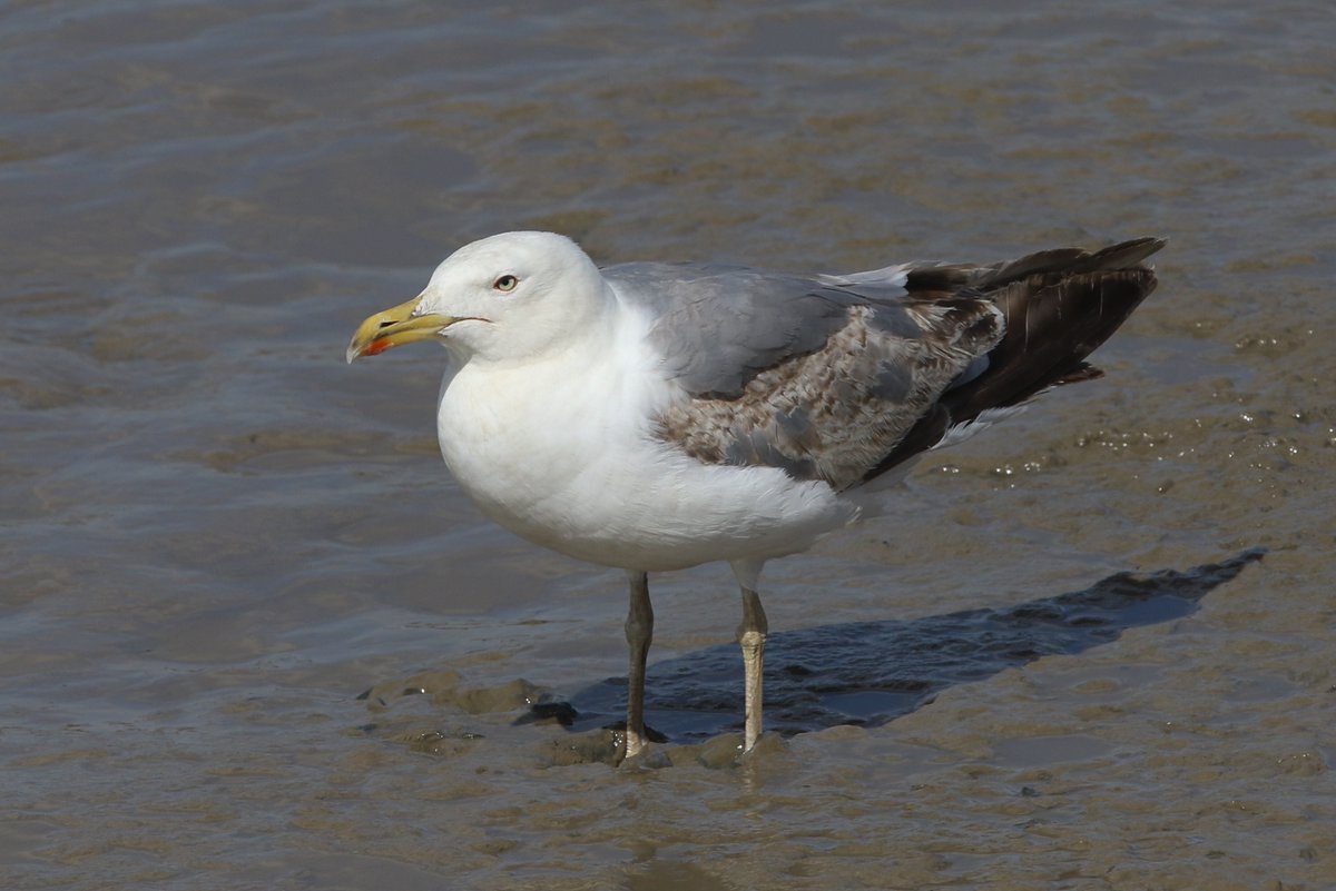 2nd-summer Yellow-legged Gull wallowing in the mud at Crossness this a'noon - one of eight YLGs that I saw along the Thames today (one in Rotherhithe, two in Thamesmead, four at Crossness and one at Erith Pier). #londonbirds