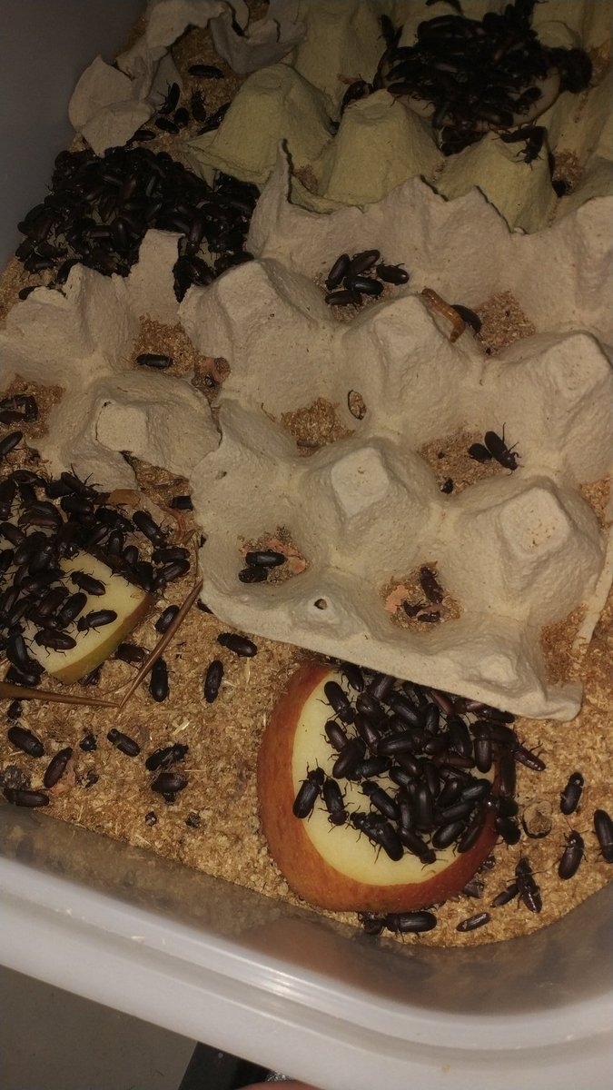Insectopolis2 tweet picture