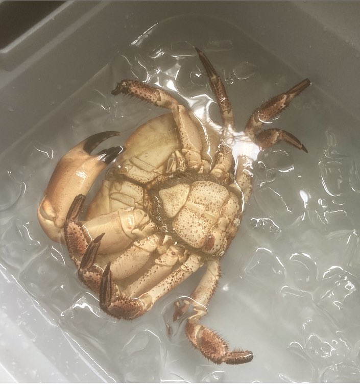 Daniel Yon tweet media