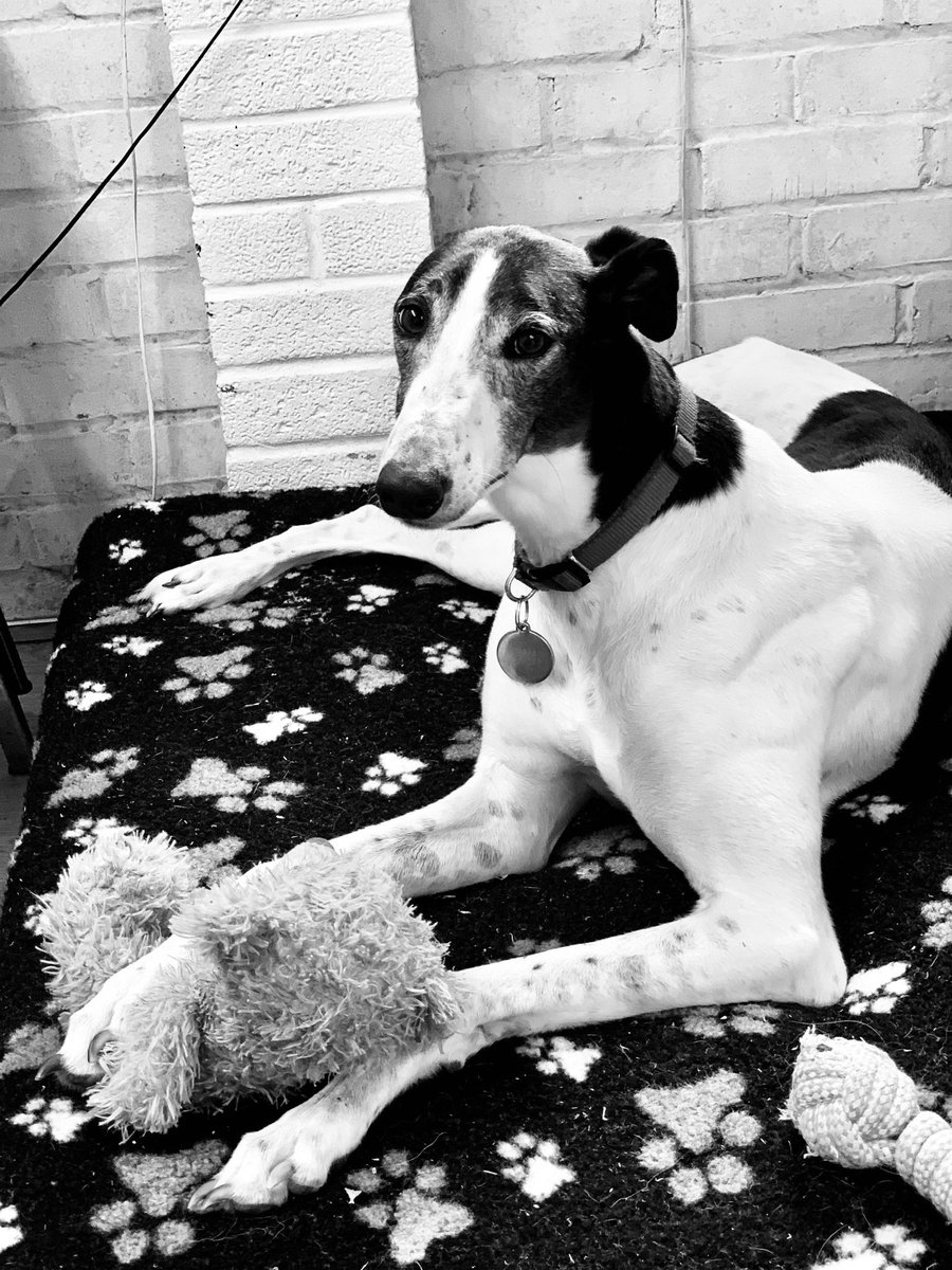 GreyTrustHarvel's tweet image. The beautiful penny #croftviewkennels #greyhound #harvel
