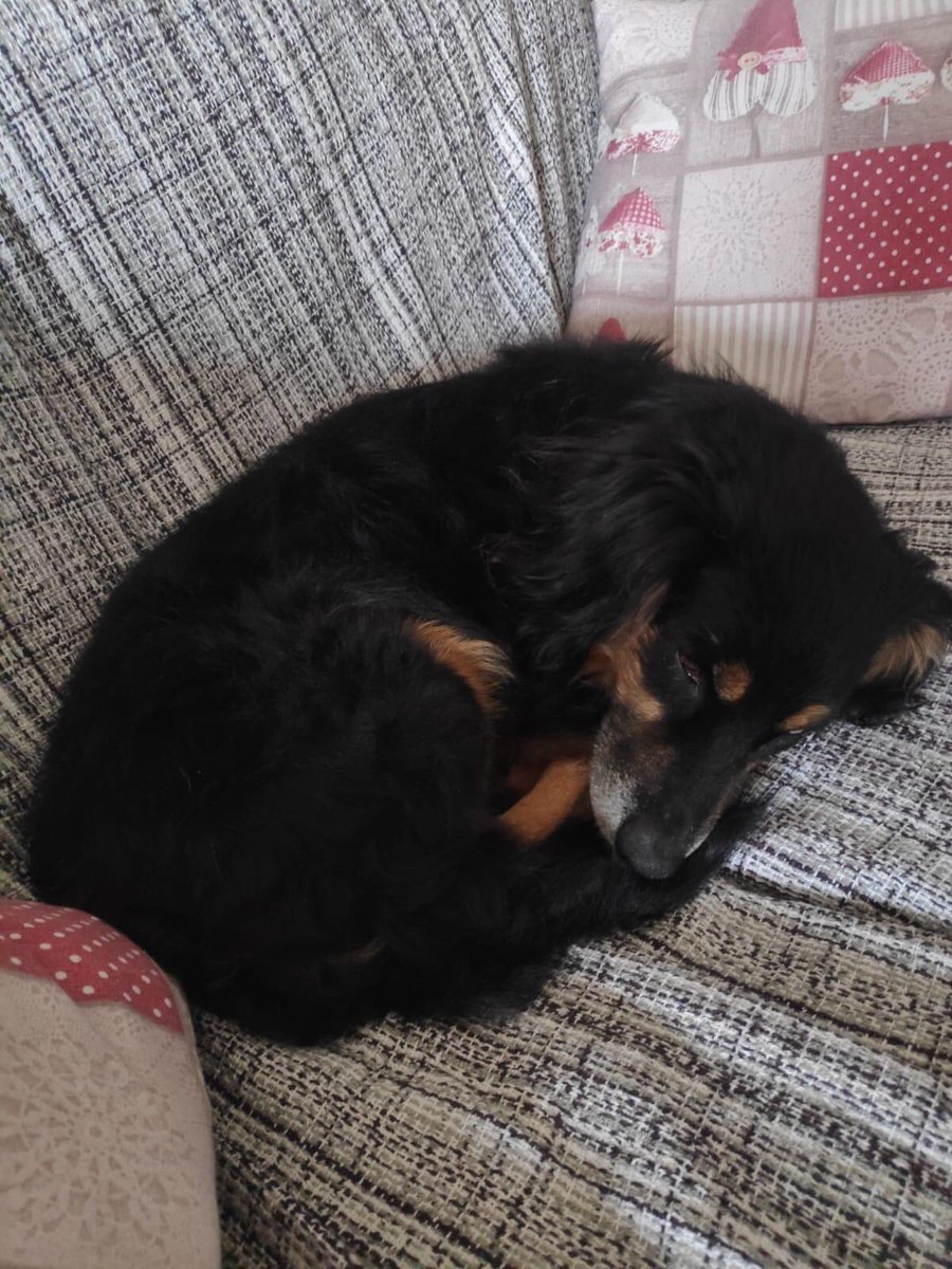 AvdaBcn's tweet photo. 🆘urgentisimo abuelo de 9 años no lo quieren. busco acogida adopción tratamiento filaria ya terminando el tratamiento esta en barcelona🙏🏻🙏🏻 no dejéis que muera en la perrera  vacunado y chipado solo waptsa  658990609 🐶pesa 8 kilos @SosAbuelos1 @elsquissos @sos4patasbcn #adopta https://t.co/HUfSTr8ur0
