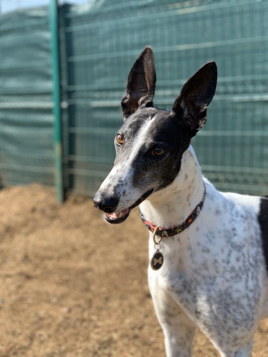 GreyTrustHarvel's tweet image. These wonderful 3 Greys looking for homes #harvel #croftviewkennels Dom, Eggy and Dean #greyhoundtrust  
Dean is admiring the view. 🐾🐾🐾