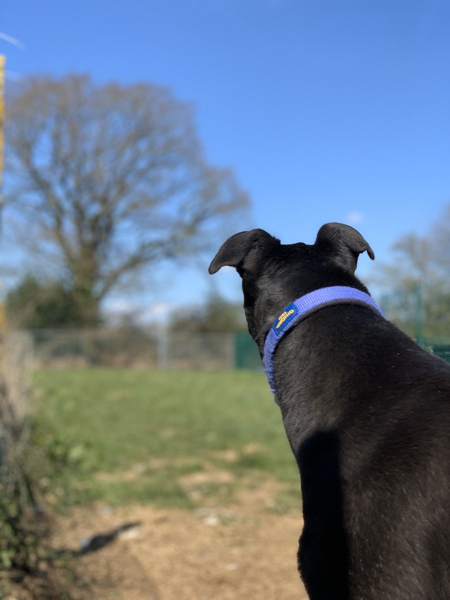 GreyTrustHarvel's tweet image. These wonderful 3 Greys looking for homes #harvel #croftviewkennels Dom, Eggy and Dean #greyhoundtrust  
Dean is admiring the view. 🐾🐾🐾