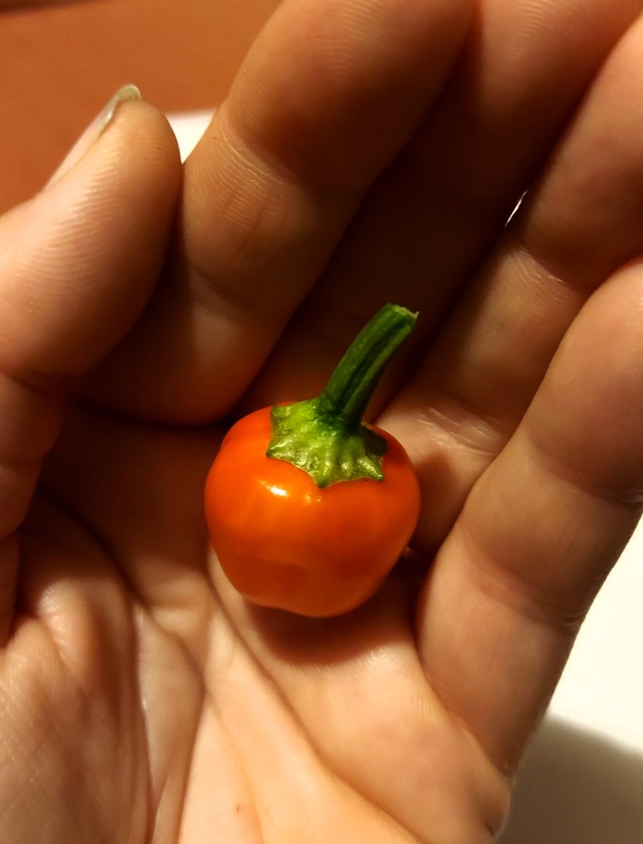 KellyWoodroffe's tweet photo. First ripe chilli of the year 😂 Sante Fe Grande tiddler #chillies #itsatiddler #finallyripe https://t.co/PtomZEdnp6