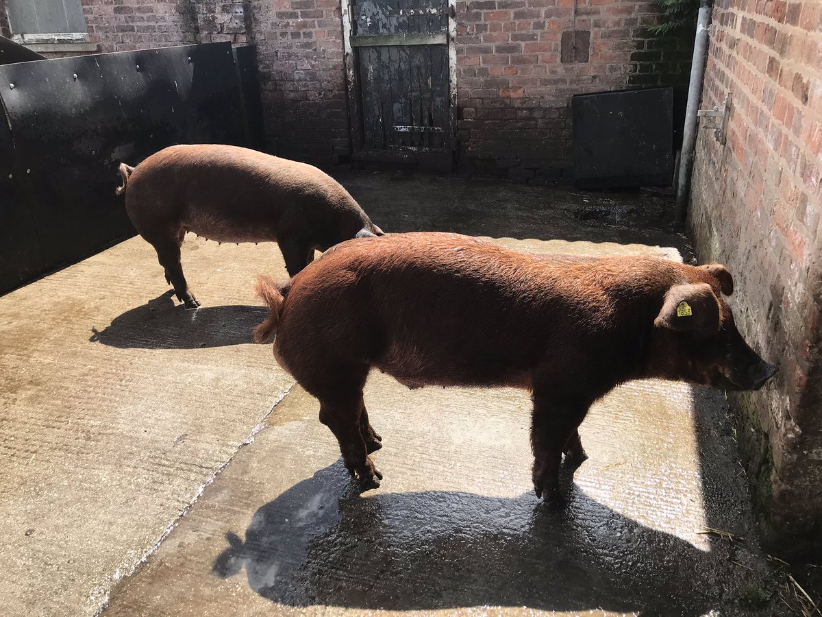 devajanw's tweet photo. Duroc boar and an in-pig gilt ready to leave Cheshire and make the trip north to Shetland tomorrow. Deva Durocs are now represented the full length of the British Isles from the Scottish Islands down to the Channel Island of Guernsey #devadurocs #duroc @MeatyAndrew https://t.co/Cuk8NZ70nv