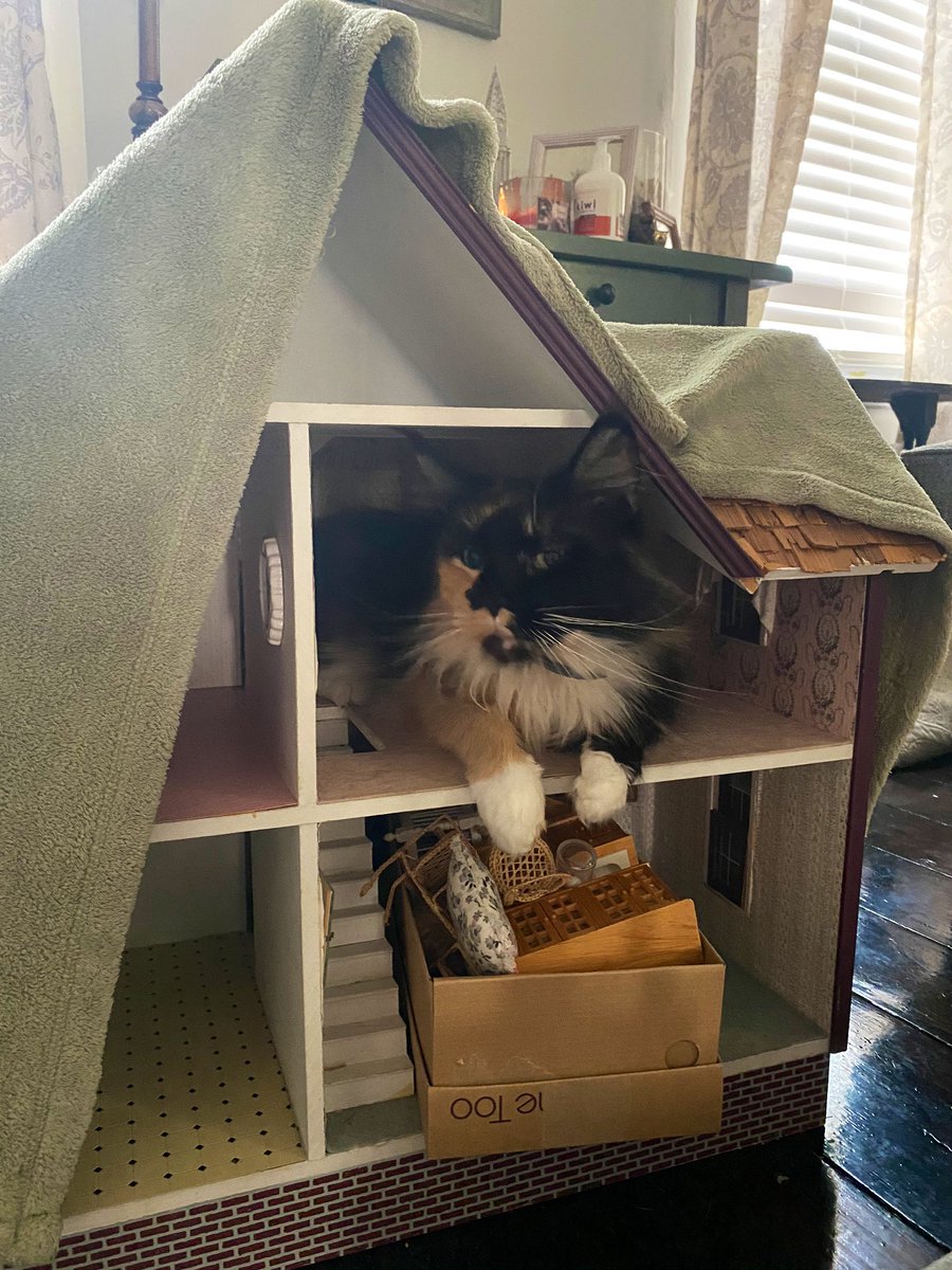quinnythecat's tweet photo. house https://t.co/8bDNO9asjh