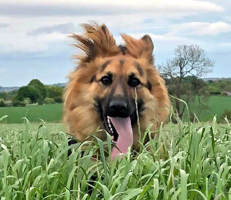 CAYPTeam's tweet photo. #100SillyDays @Gatesheadlibs #Pic20 Another #sillysquad joke for you - What goes tik tok woof woof? A watchdog! 😃 #LetsGetSilly https://t.co/IqgzIiOKCD #SummerofSilly #gorgeouspup https://t.co/9nvD9Z09IX