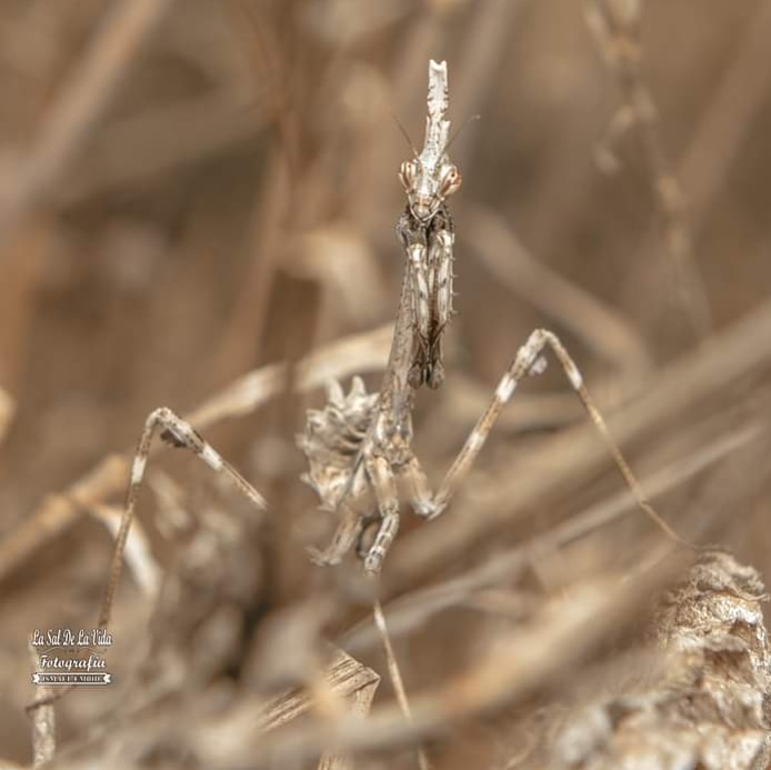 iembidm's tweet photo. Siempre nos sorprende la naturaleza!
Fotografia Macro.
#zbrain fotografia https://t.co/edfAp0jzkF