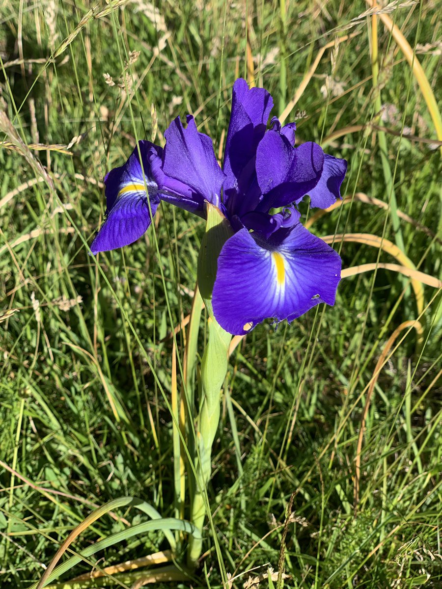 corinne_crabe's tweet photo. Du pic des moines au tour des lacs de d’Ayous à la découverte du jardin d’Ossau avec @moxigeno #bious-artigues #ayous #moneteenbearn #lacs https://t.co/ahvwIWpBg2