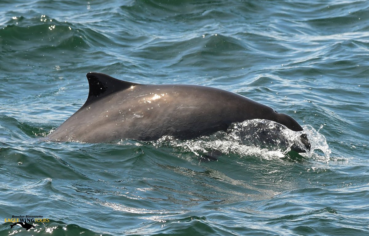 eaglewingtours's tweet image. Sights of the #SalishSea: Harbour porpoise
Brendon Bissonnette Photography
@DestinationCAN @TourismVI @HelloBC @victoriavisitor
#wild4whales #restartbc #supportlocal #staycation