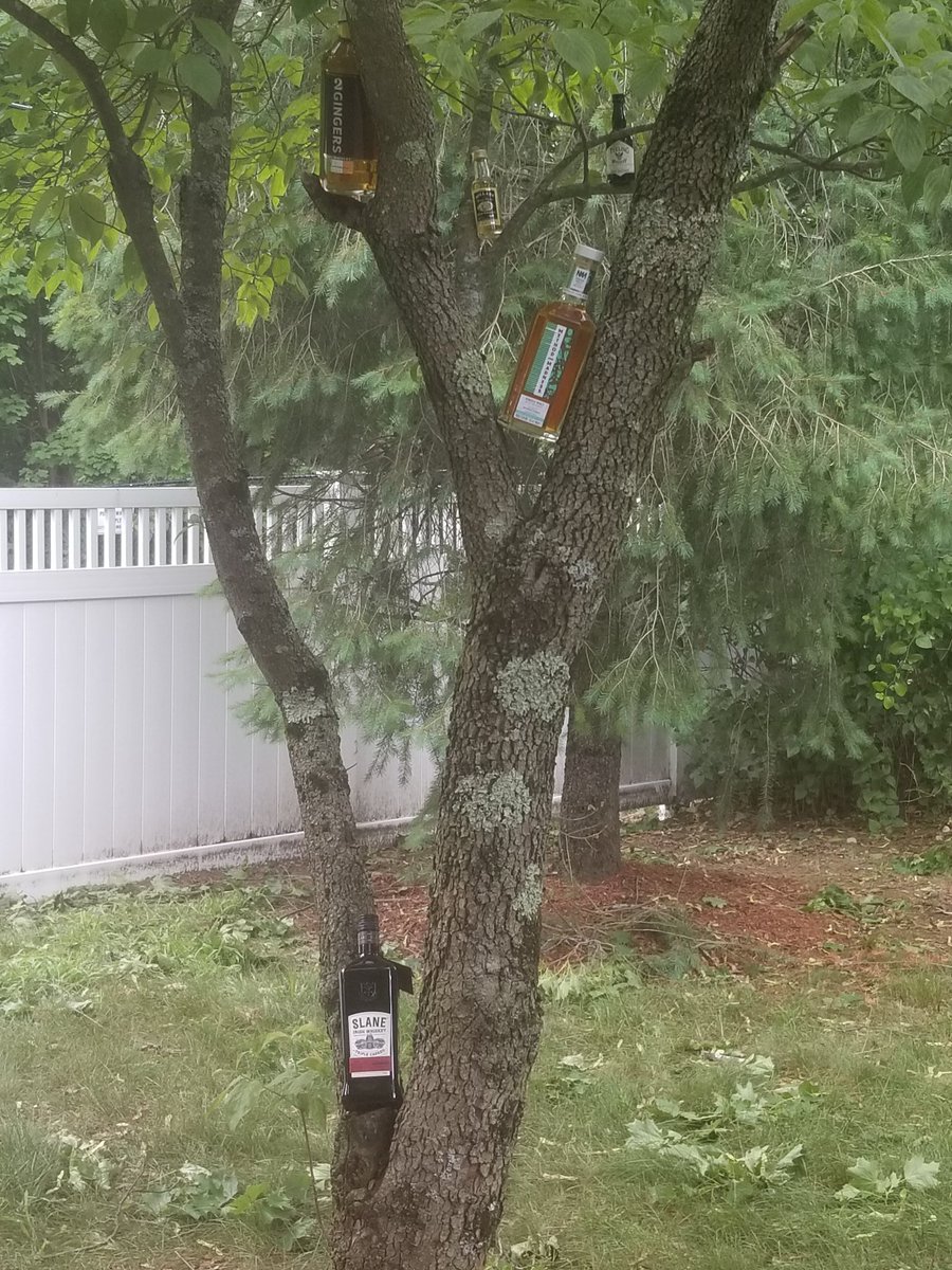 IrishWhiskeyUSA's tweet photo. I know money doesn't grow on trees, but what about #irishwhiskey?  I'm growing a whiskey tree in my backyard.  It amazingly produces whiskies from different distilleries.
#singlepotstill #irishdistillers #midletondistillery #singlemalt #Teelingwhiskey #treeoftheday #treepictures https://t.co/KQvLrvSdaZ