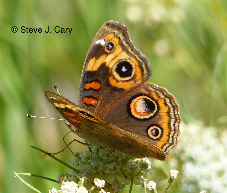 A unique 'hybrid' population of buckeye butterflies has established residence in northern New Mexico & southeastern Colorado! See Steve Cary's post (& comments) on the situation in NM: peecnature.org/a-tale-of-two-… I'm tracking CO records; if you see one in 2020 please let me know!