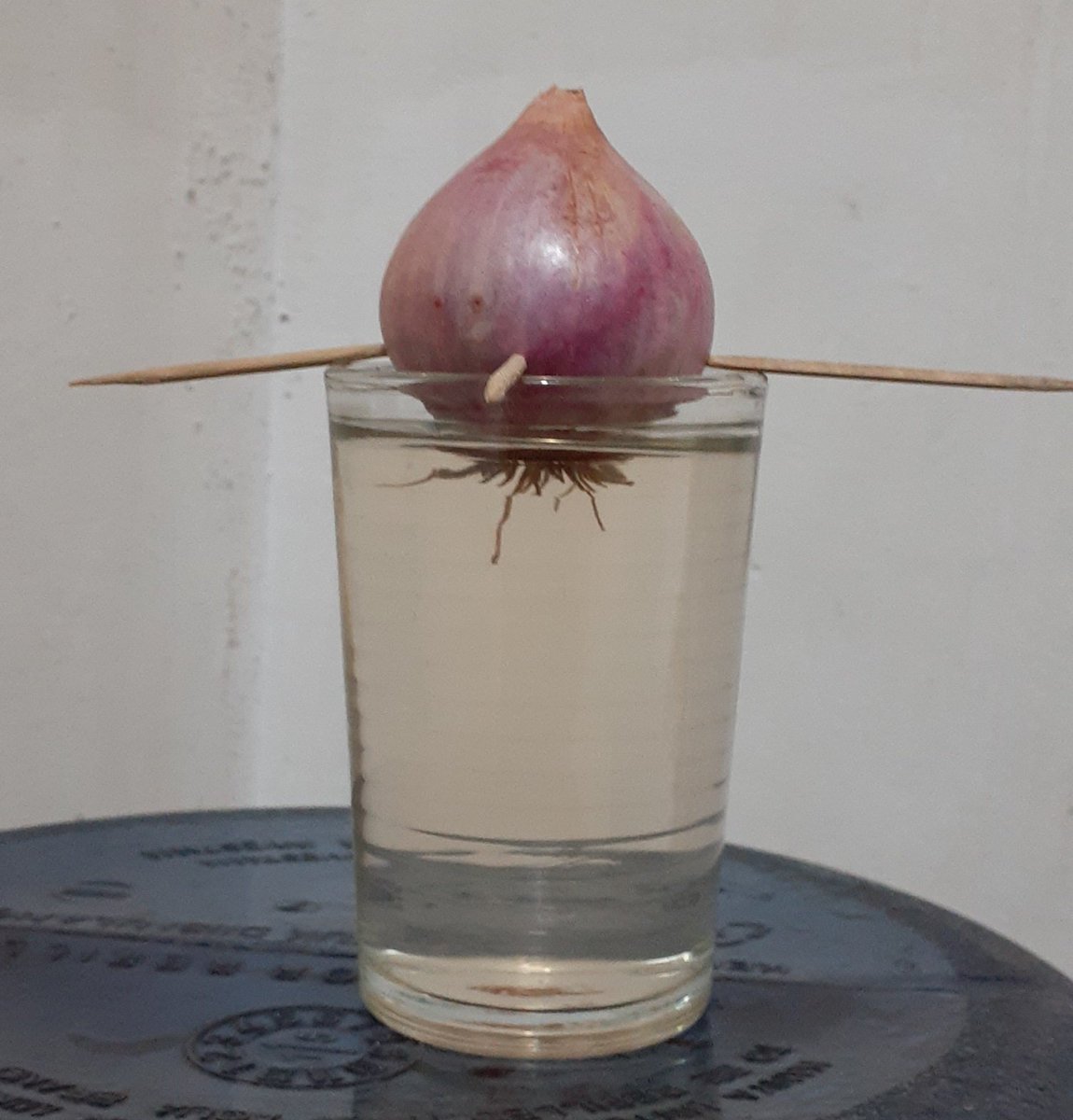 ando_lan's tweet photo. Day 1
Bertani bawang merah. Biar bisa kita panen nanti. Tapi daunnya aja ya gaess... ๐
Terinspirasi dari #5MinuteCrafts
.
.
#programfolback #programfolbackBersatu #programfolbackdamai https://t.co/QEchIK01wR