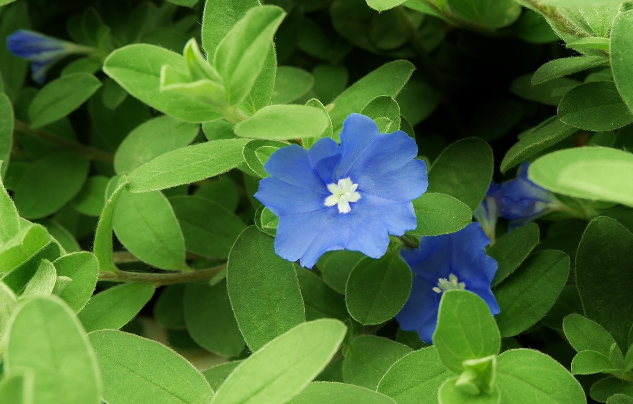 かな よく間違えられる です Lilacblueblue あふれる思い いっぱいなんだけど なかなか叶わないなぁ 花さん おはようございます ありがとう 今週もよろしく 素敵な一週間をお過ごしください Twitter