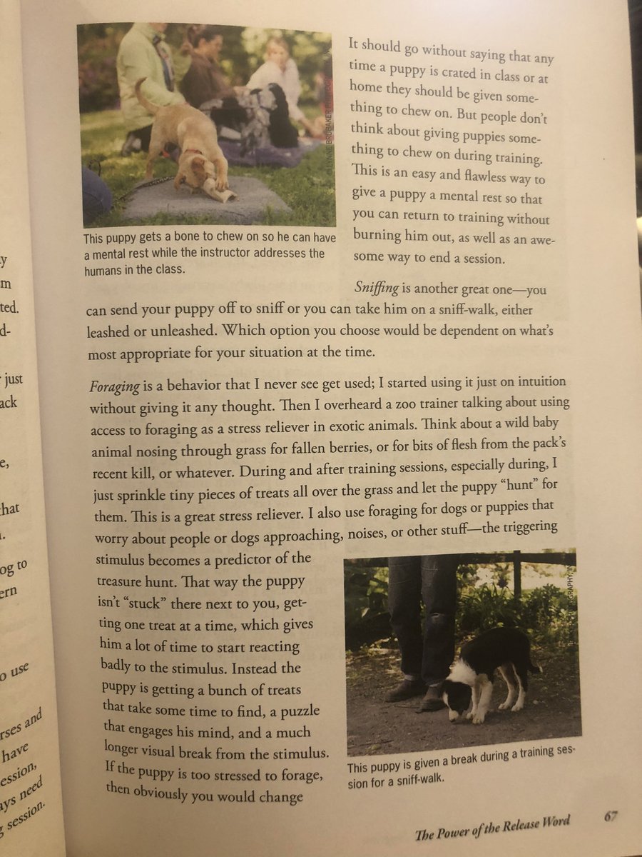 One thing I believe I grokked pretty throughly from the CU books was that certain activities are particularly good for latent learning and relaxing, and it’s good to do them after training. She lists:-chewing-sniffing-foraging-low pressure play https://twitter.com/diviacaroline/status/1277868381287231488?s=21