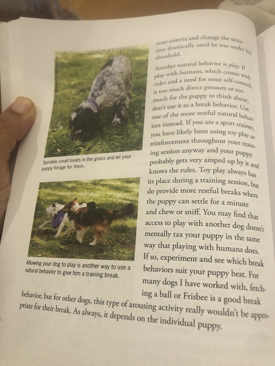 One thing I believe I grokked pretty throughly from the CU books was that certain activities are particularly good for latent learning and relaxing, and it’s good to do them after training. She lists:-chewing-sniffing-foraging-low pressure play https://twitter.com/diviacaroline/status/1277868381287231488?s=21
