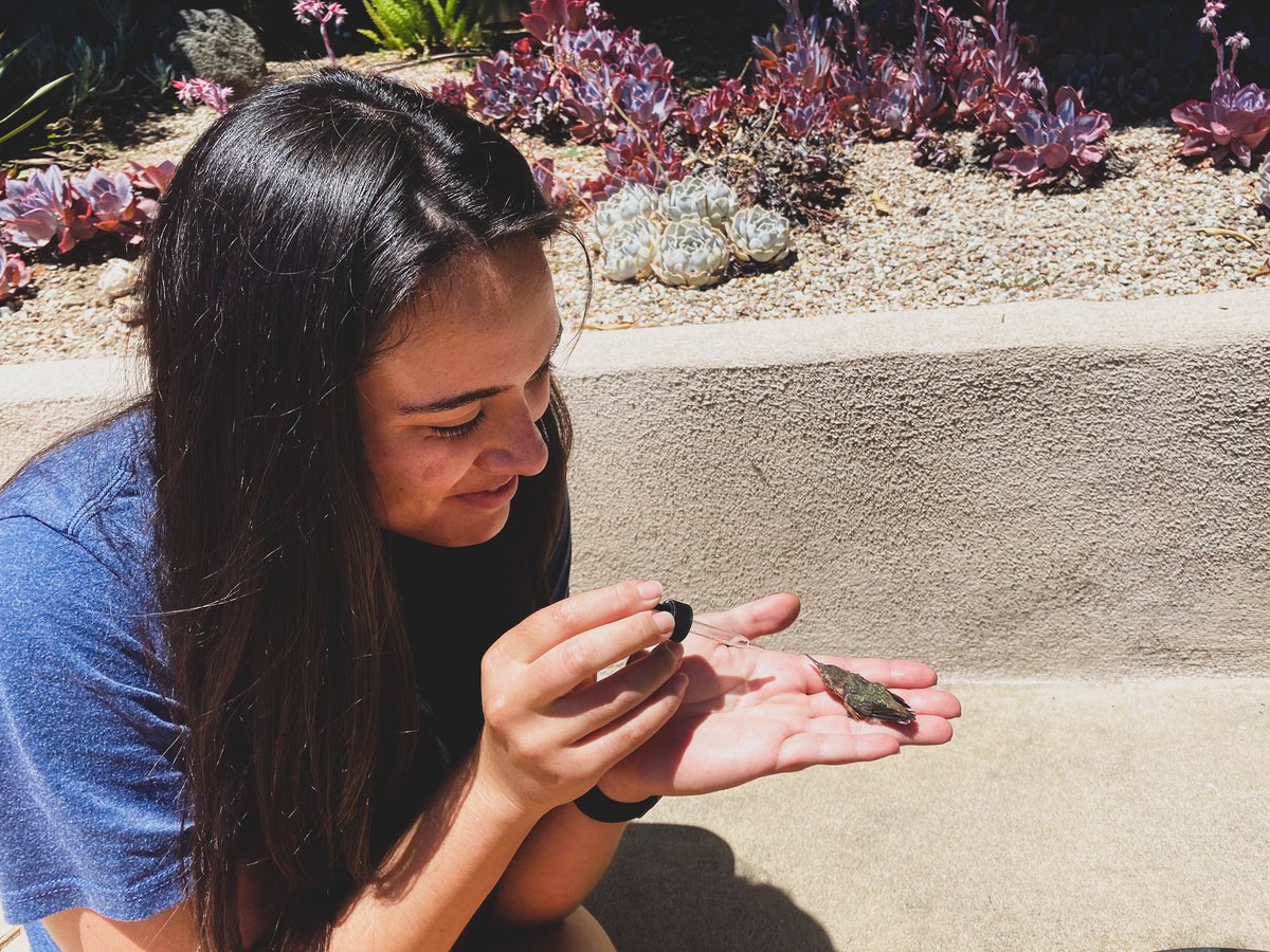 megsryanatc's tweet photo. I may not be able to rehab my athletes face-to-face just yet, but I did put my skills to good use yesterday and rehabbed a baby hummingbird back to health 😊 #AT4ALL https://t.co/6z2EseRo24