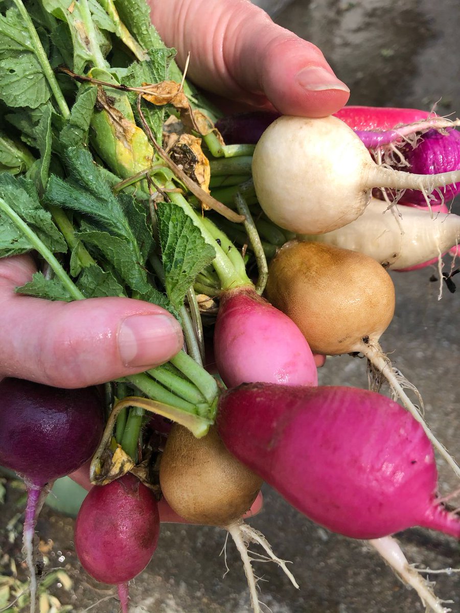 WonderlandFarms's tweet photo. First time growing radishes and I think it’s going pretty well! https://t.co/LvB5UGNmn2