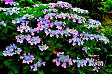 紫陽花の種類と名前 色別 品種の紫陽花を写真で紹介 にわとりぃブログ