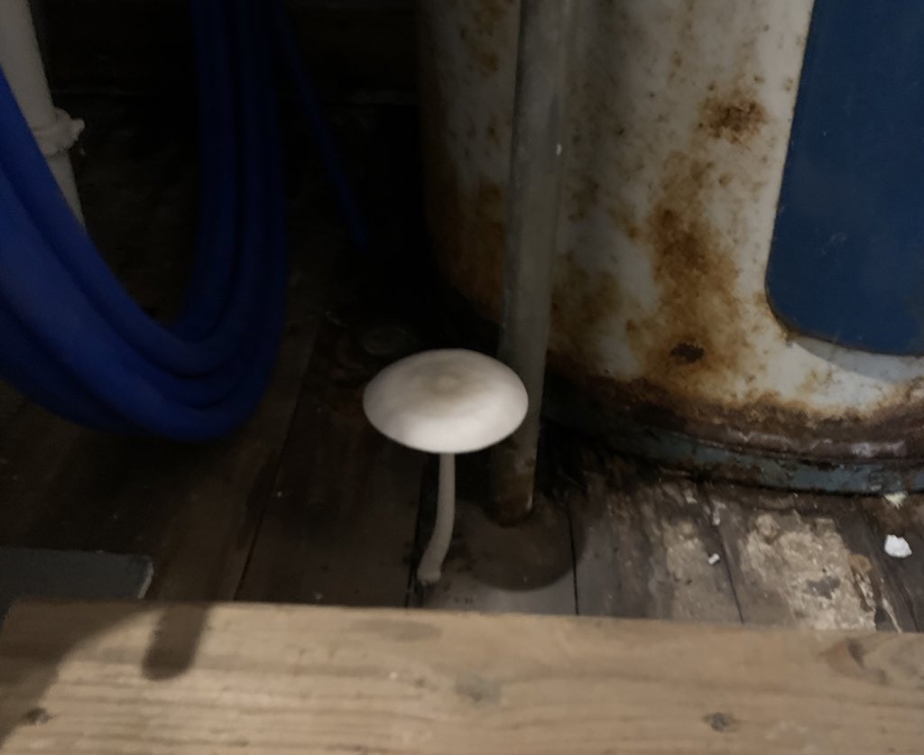 JasonOShell's tweet image. This old cabin is full of surprises. Now it’s growing mushrooms in the bathroom 🚽 🍄