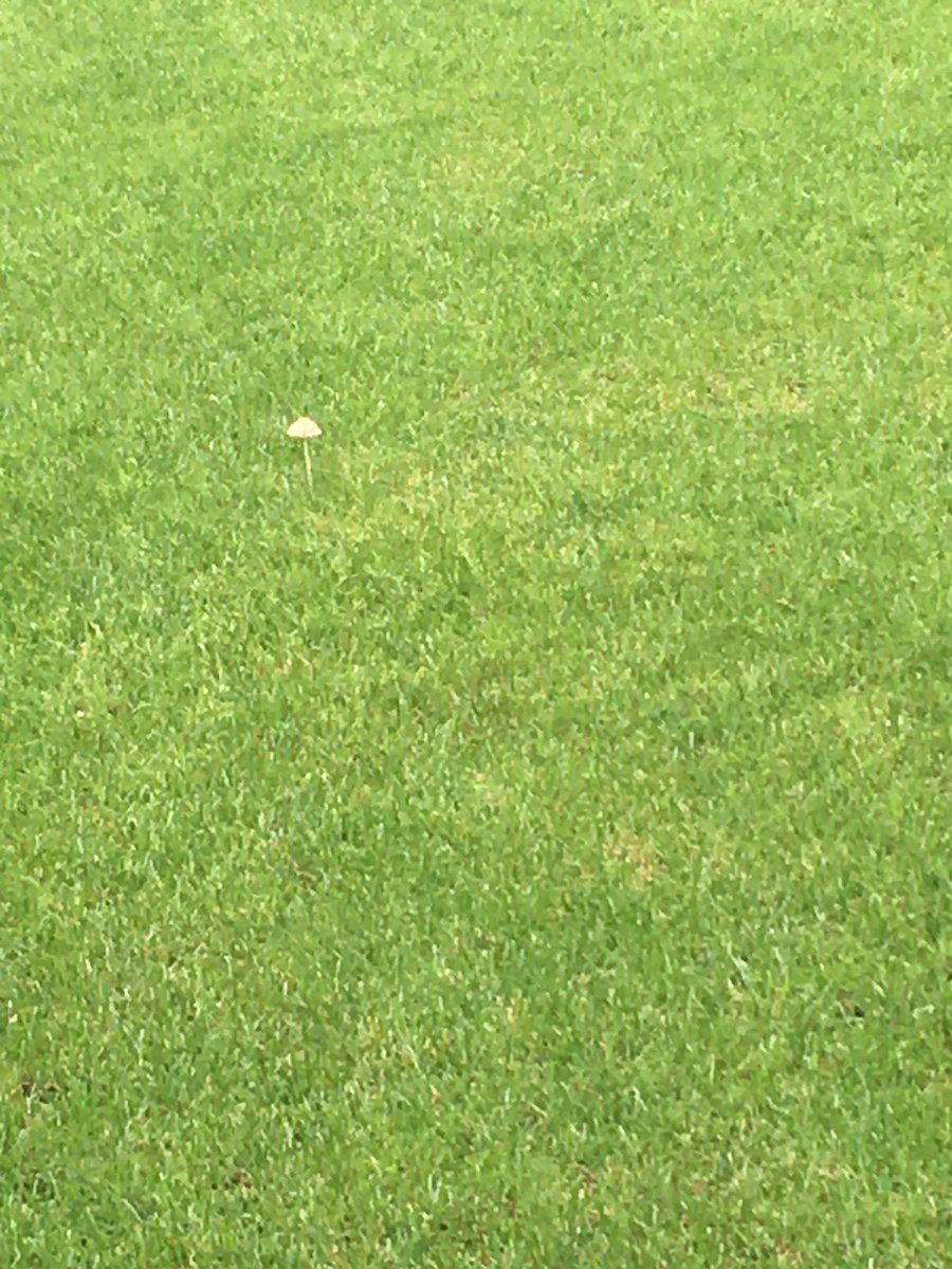 餡黒39 南池袋公園 雨が 降る 芝生広場 遠くにキノコ一本が あら 近くに伸び過ぎが一本