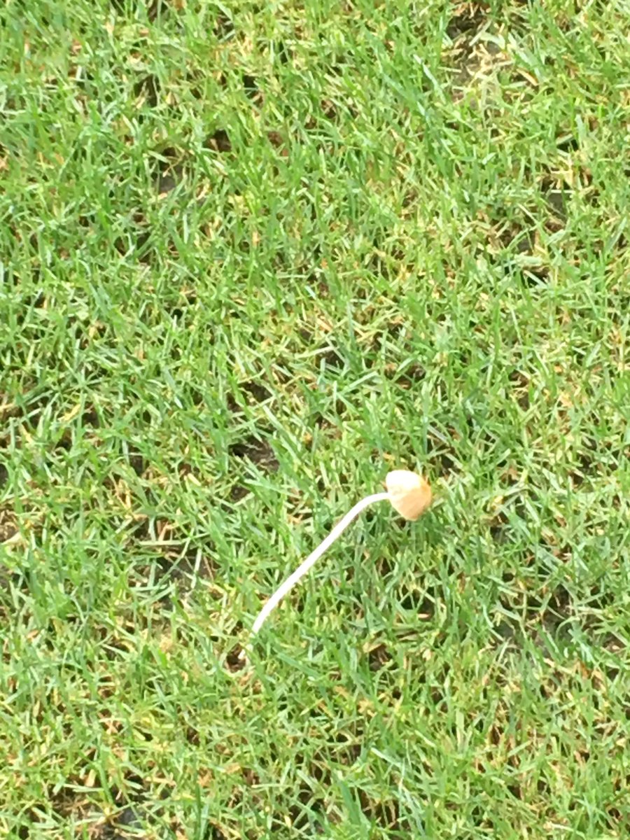 餡黒39 南池袋公園 雨が 降る 芝生広場 遠くにキノコ一本が あら 近くに伸び過ぎが一本 餡黒39 南池袋公園 雨が 降る 芝生広場 遠くにキノコ一本が あら 近くに伸び過ぎが一本