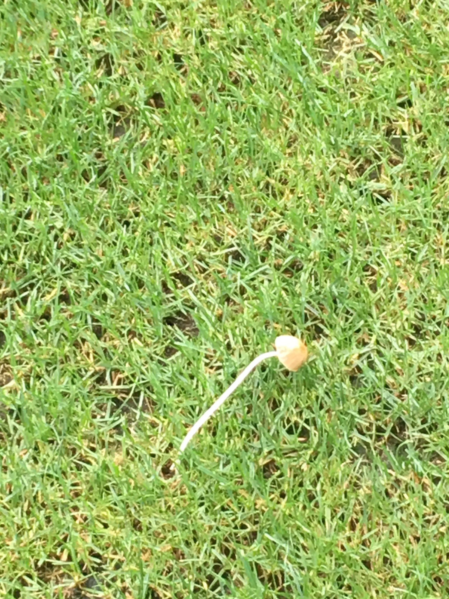 餡黒39 南池袋公園 雨が 降る 芝生広場 遠くにキノコ一本が あら 近くに伸び過ぎが一本 餡黒39 南池袋公園 雨が 降る 芝生広場 遠くにキノコ一本が あら 近くに伸び過ぎが一本