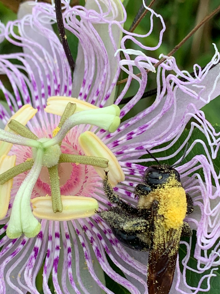 conwayecofest's tweet photo. Congratulations to our Pollinator Week photo contest winner, Darbi Borge. Check out her wonderful photo! https://t.co/sKHo7mu8wB