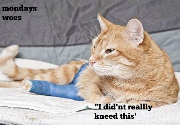 kittyguy77's tweet image. "mondays kitties have a good week stay cool going to be mid 30s here ugh!