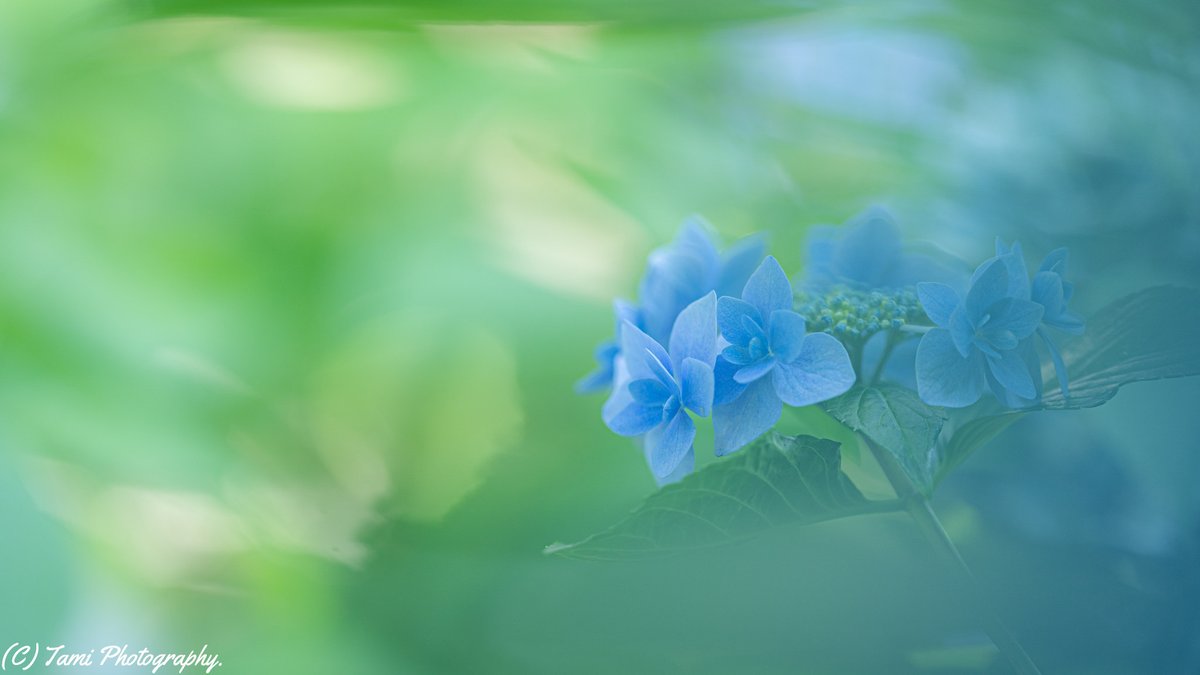 MiyawakiTami's tweet photo. 水色の季節
*
Location:としまえん、練馬区 東京都。
Date:2020-07-02
Camera:Sony α7iii
Lens:FE 135mm F1.8 GM
#ドリーミーフォト
#135g
#135mm単焦点レンズを広めようじゃない会 https://t.co/0up0mXnUWH