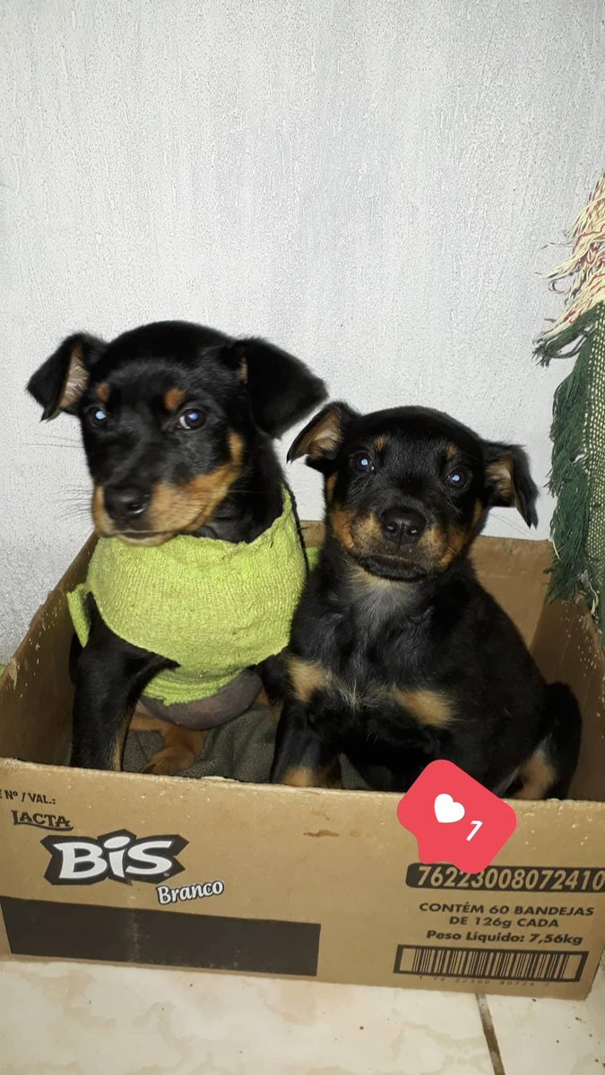 lopes_bica's tweet photo. Início de um sonho// deu tudo certoooo 2 anos já ❤ https://t.co/2Q1t2TjWgL