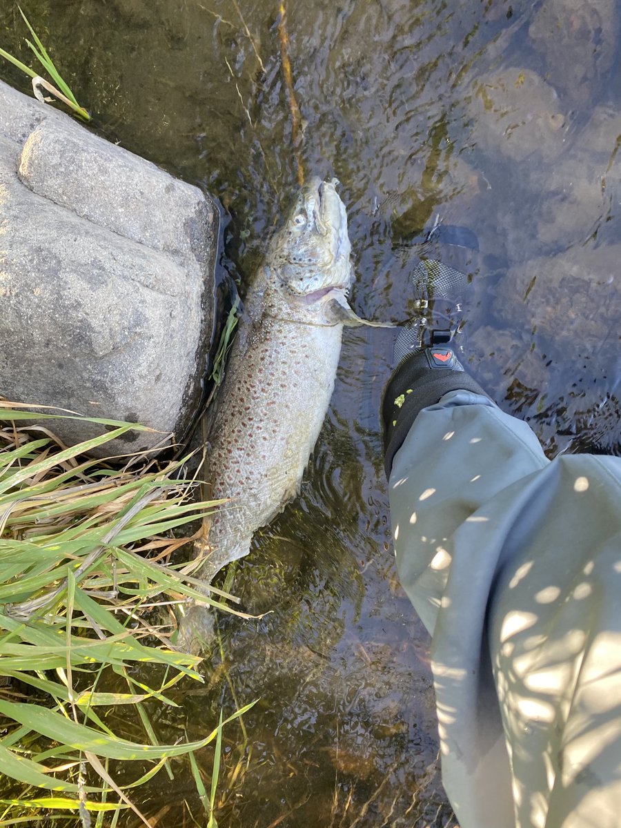 mikealdous's tweet photo. I came across this large brown (my guess is 24" when intact) on the Middle Provo this weekend. It looks to have been breakfast for some animal. ⁦@UtahDWR⁩, any ideas on what might have enjoyed some trout sushi? 🍣 https://t.co/qwShAIQz8D