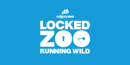 jetpackcreative's tweet photo. We've partnered with the Calgary Zoo for a new massive escape event on July 15th. Get your tickets to Locked Zoo for a puzzle-filled outdoor event that supports animal conservation. You'll find more info and tickets here: https://t.co/Pdk02Dhlj6 https://t.co/PDqSiTk9Y8