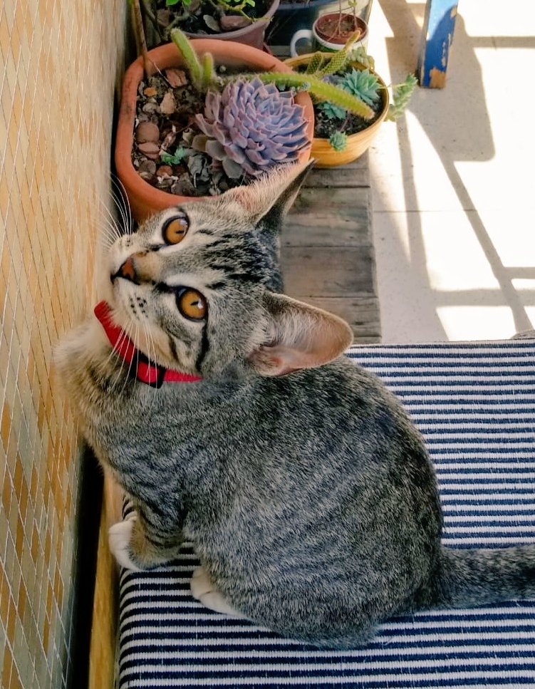 maira_hz's tweet photo. Adoção responsável em SP! Nala e Kiara, serão doadas vacinadas e castradas 😻
@BichinhosFB https://t.co/BqrB7efiiO