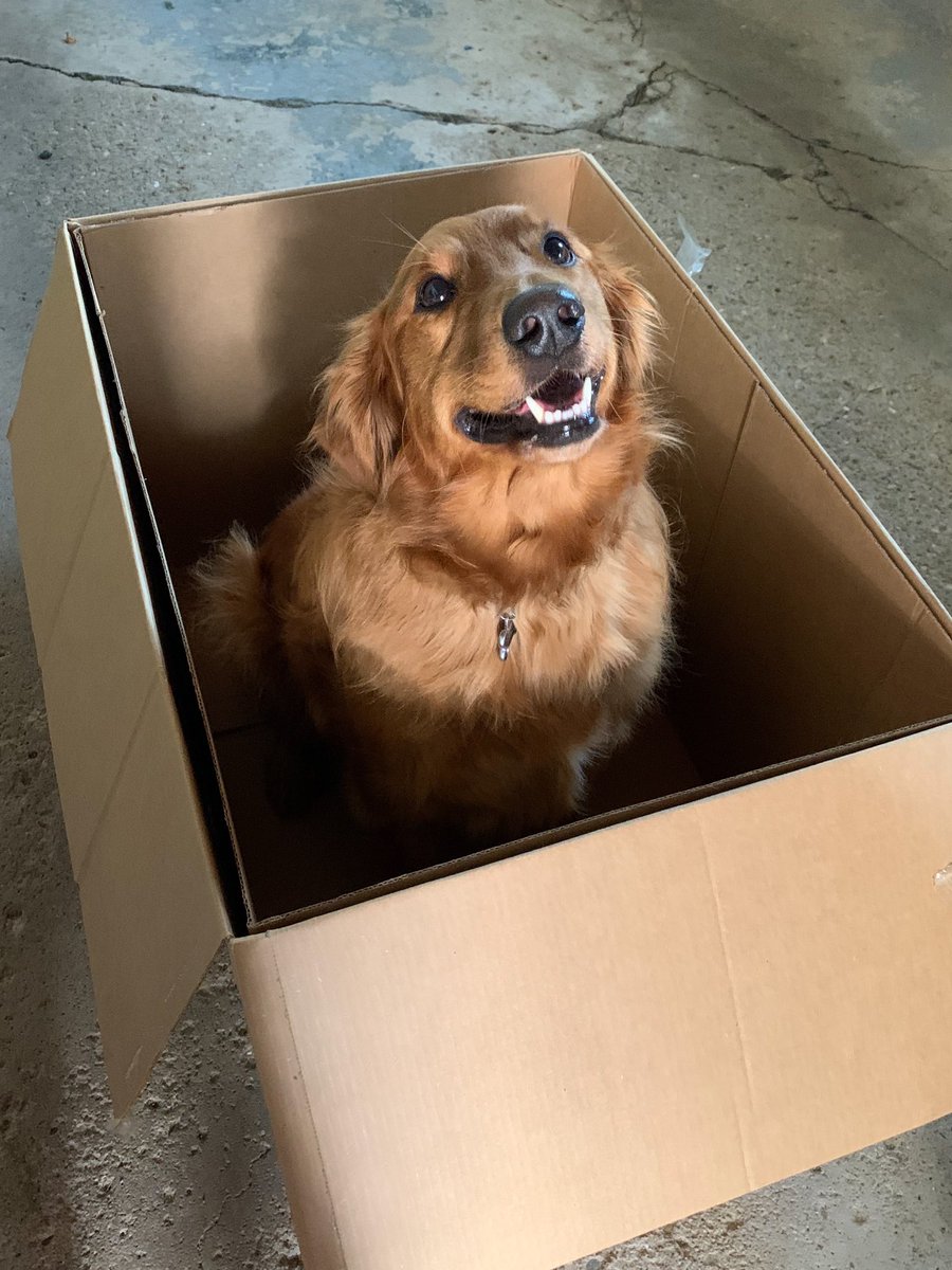 Gus_FTW's tweet photo. Who ordered a best friend??? #dogsoftwitter #goldenretriever https://t.co/dZdiFHZRbO