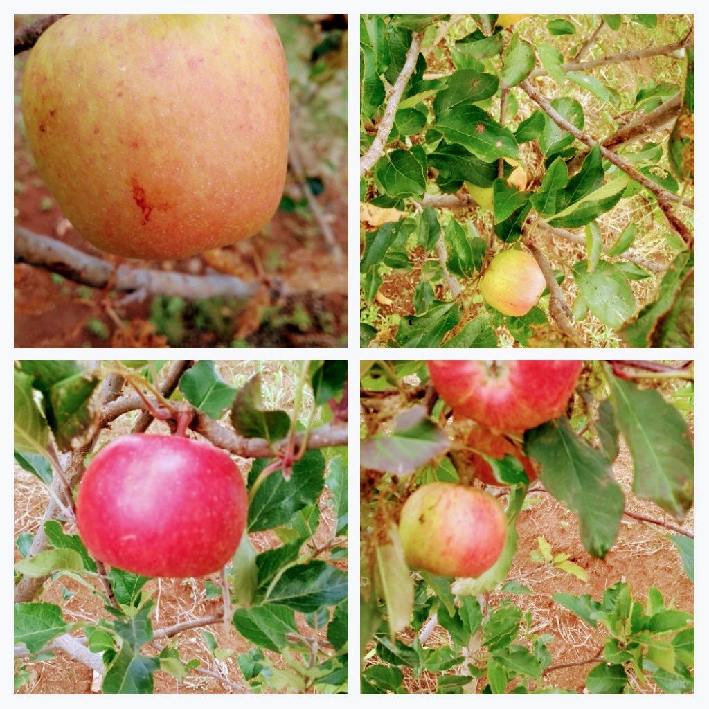 SpiigaSc's tweet photo. AE MIAF. Apesar de las inclemencias del tiempo (sequía, heladas, granizadas y etc), #LaAgriculturaSigue #MasAgro Loc. Tejocote Polvillas, Epitacio Huerta,Mich. https://t.co/qvyZGREt0s